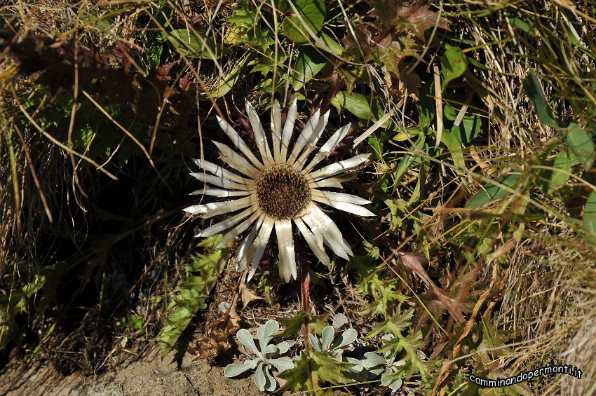 067 Carlina.jpg